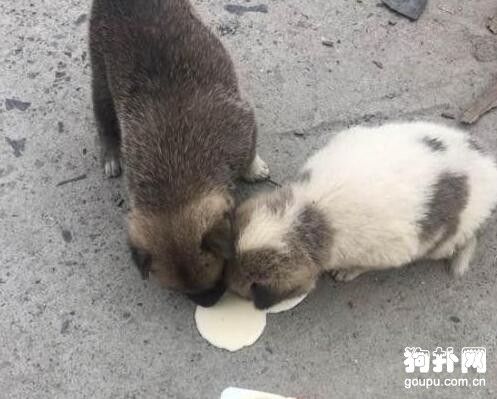 半路被兩只小奶狗“打劫”，吃干抹凈還賴上我了