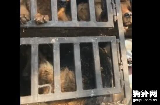 這么多狗狗被運往狗肉館，看到它們絕望的表情，好想哭