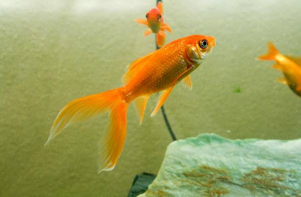 草金魚吃什么