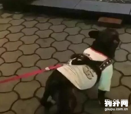 和朋友打賭測試狗狗的忠誠度，狗狗的表現沒讓人失望