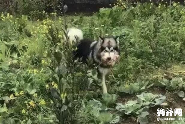 狗子回農村過年玩得太嗨，主人損失慘重