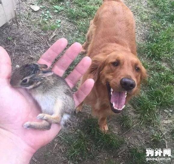 狗狗每次散步都會給主人來回禮物，只不過這些禮物也許是驚嚇