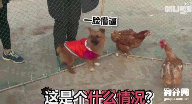 囂張的狗子被雞群圍住狠狠教訓了一頓，被啄得懷疑狗生