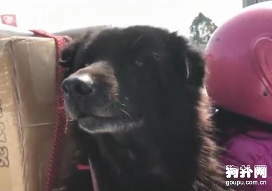 大叔騎摩托車帶狗狗一起回家過春節，狗子笑得超開心