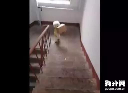 小狗幫主人取快遞上樓，主人太有福氣了！