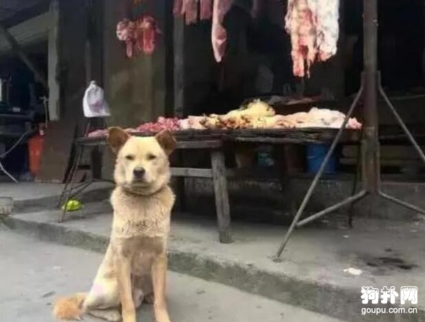 狗狗每天蹲守在豬肉攤前，不為吃肉，只為報恩！