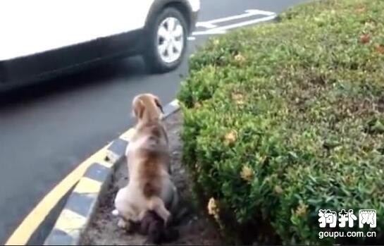 流浪狗母犬被無情驅趕，眼見著要難產，終于有好心人出手了