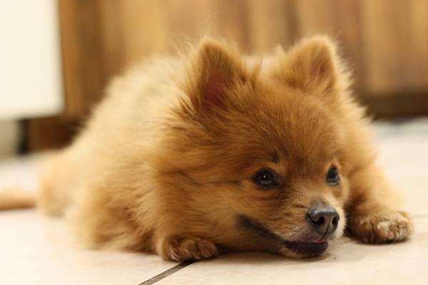 養博美犬要注意什么