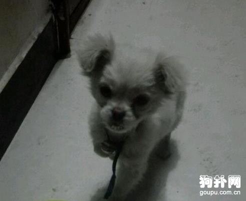 流浪狗弄翻食客酒瓶被圍攻，朋友路見不平，送酒換狗