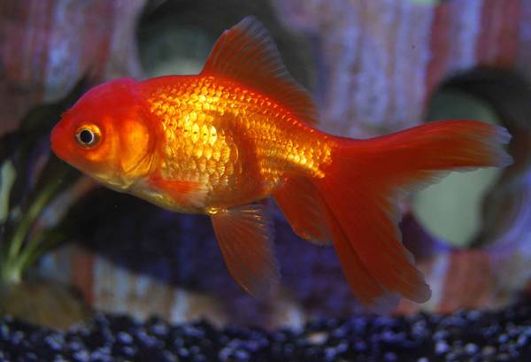 養金魚幾條最好