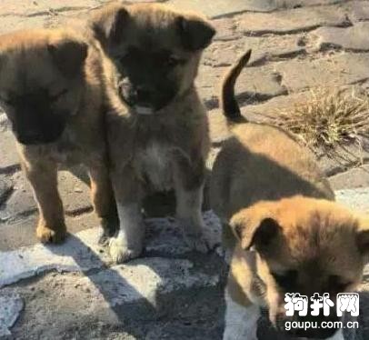 大黃狗太吵被人用死老鼠毒死，留下一窩可憐的小奶狗