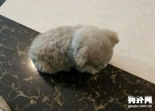 撿來的狗狗患了細小，醫生建議我放棄，我做不到