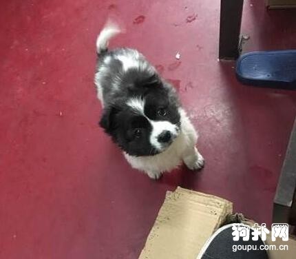 吃飯順便撿了只狗，洗干凈發圈，朋友說：你果然是只單身汪！