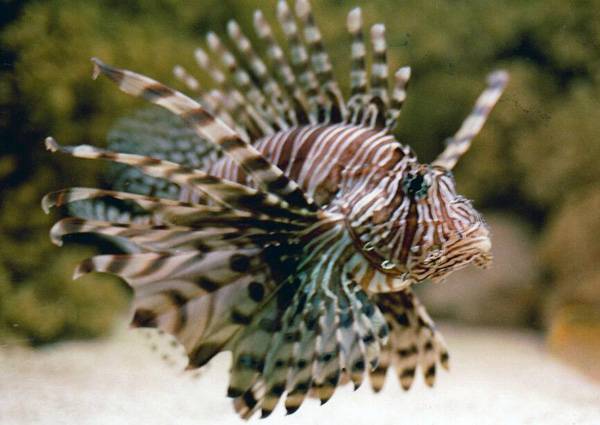 老虎魚是什么魚