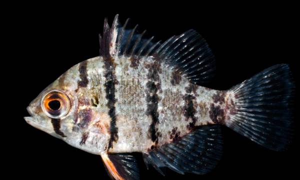 太陽魚是海魚還是淡水魚