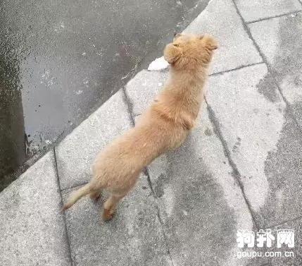 出門遇到一只狗，緊抱我的大腿求收養，狗屎運？