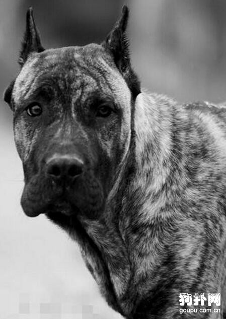 加納利犬，連主人都咬的狗你還敢養嗎？