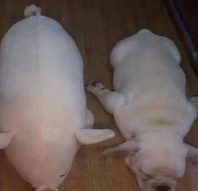 愛睡覺的狗狗，運氣都不會太差!