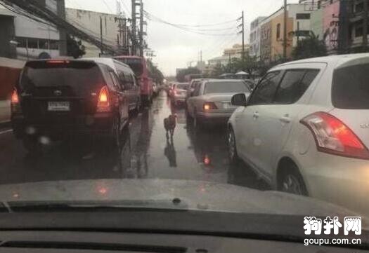 狗狗冒雨扒車，苦尋主人無果，失望的眼神讓人心酸