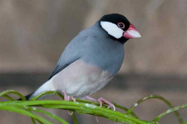 白文鳥怎么分公母