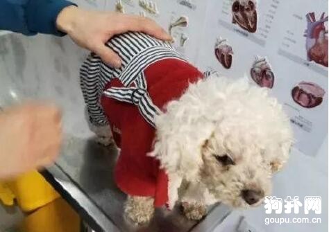 給撿的狗狗找回主人，對方卻說故意丟的，就是不想養