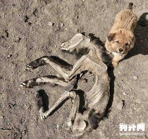 母狗死在荒郊野外，小狗守著尸體過了二十多天