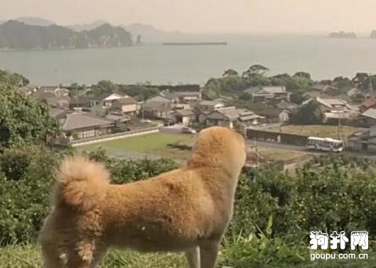 主人無奈留下愛犬，狗狗猛追無果，最后卻連家都回不了