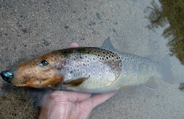 狗頭魚怎么養