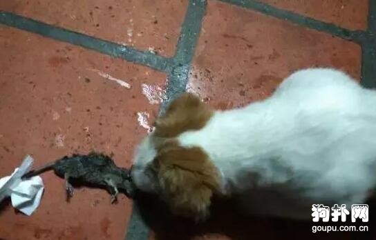 狗狗把貓的活都干了，是不是有點多管閑事？！
