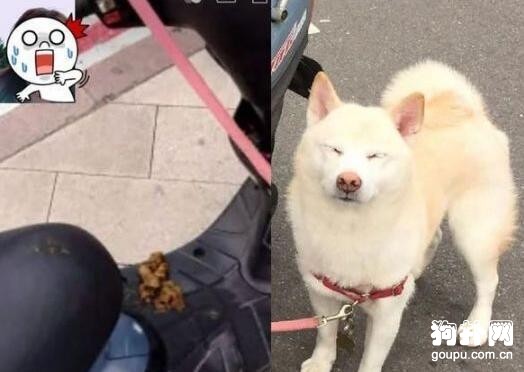 誰說狗狗不愛干凈?你看看它們，分明是有潔癖