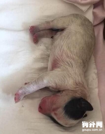 狗狗剛出生就被棄養，太可憐了