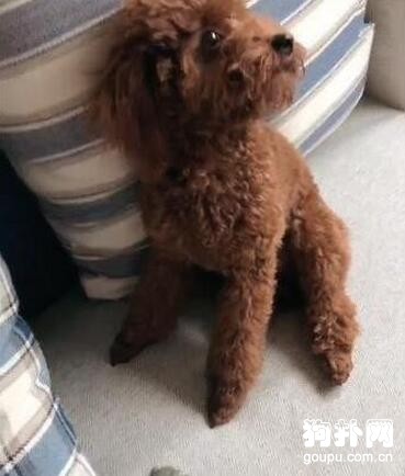 狗狗居然把烏龜給吃了，還有什么是你不吃的！！