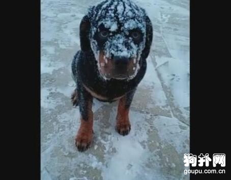 外面下著雪，狗狗非要出去玩，然后就成這樣了......