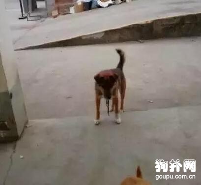 我做了一個動作，流浪狗秒懂，好聰明啊！