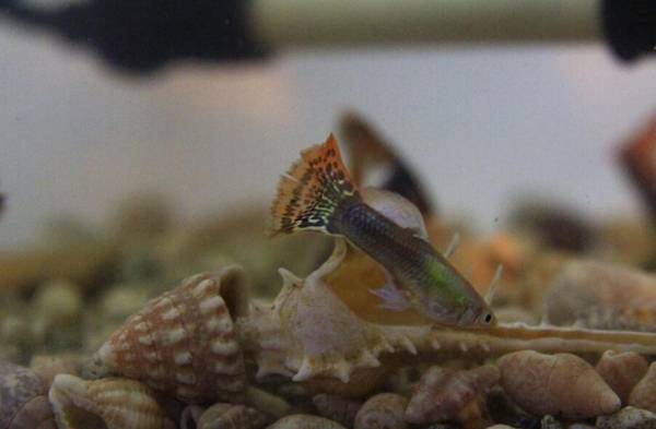 孔雀魚沒有癥狀就死了