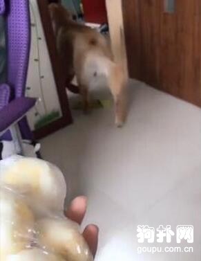 貪吃的狗狗看見包子卻掉頭就跑，這是為何？