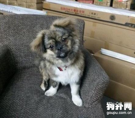 遛土狗被群嘲，真想吼一句：關你屁事！