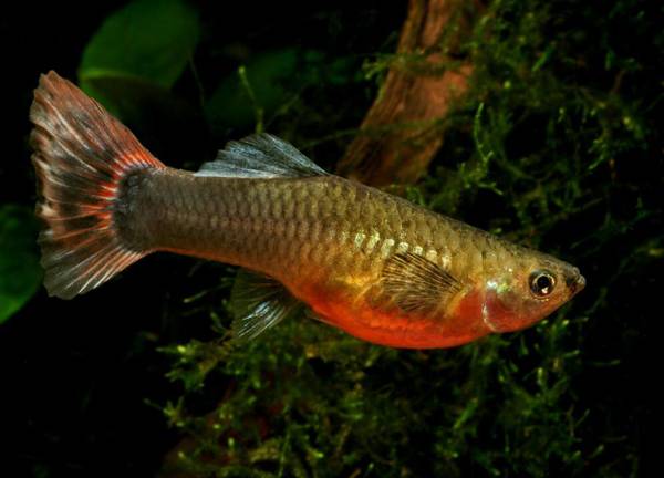 孔雀魚壽命