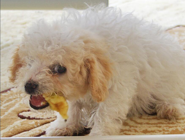 比熊犬混吃狗糧好嗎