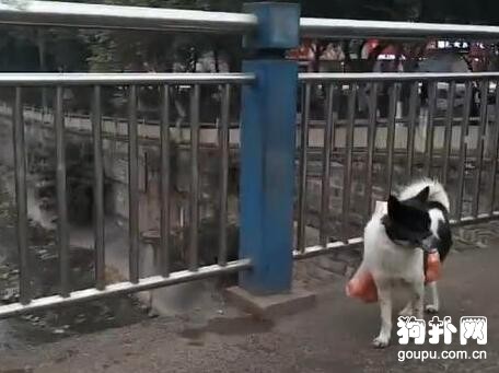 狗狗幫主人背菜，走快了還知道停下等等，好體貼哦