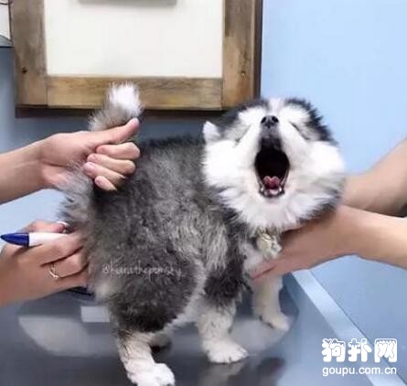 帶狗狗做檢查，它的表情真讓人尷尬