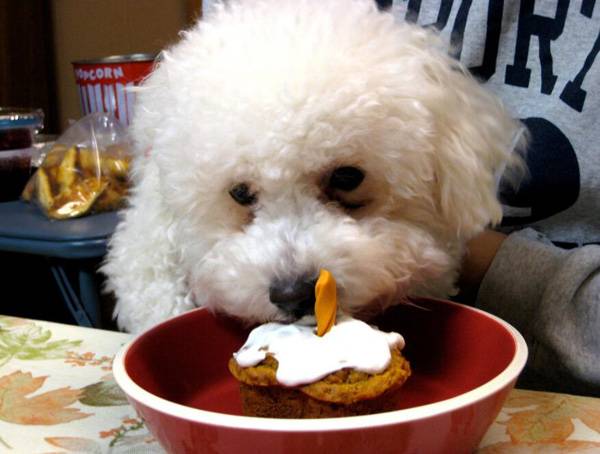 比熊幼犬狗糧怎么泡