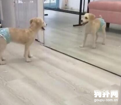 主人為省事，直接給狗穿上紙尿褲，狗子氣得發狂