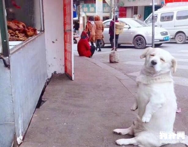 狗子半路被鹵味吸引，蹲坐店門口耍賴，不買就不走