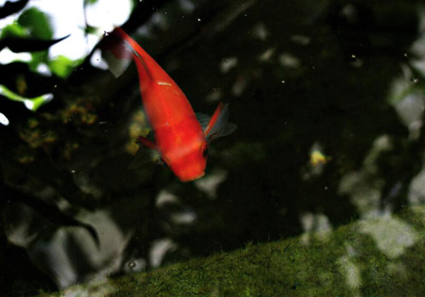 淡水觀賞魚的種類大全