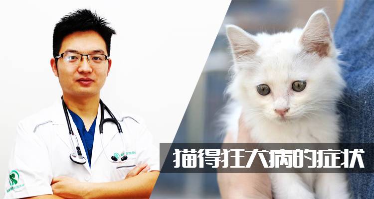 貓得狂犬病的癥狀