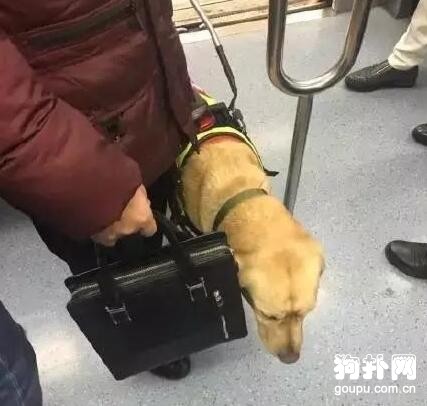 地鐵驚現導盲犬，乖巧表現惹人愛