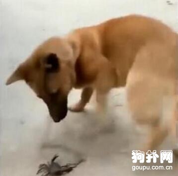 被小螃蟹嚇得哇哇叫的大狗，太慫了吧