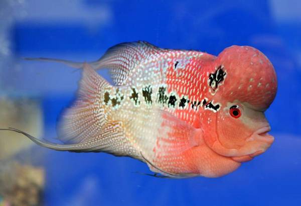 羅漢魚怎么養