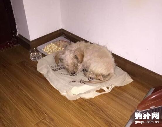 流浪狗慘被幾人戲弄、踢打，幸得好心姑娘相助，告別流浪生活